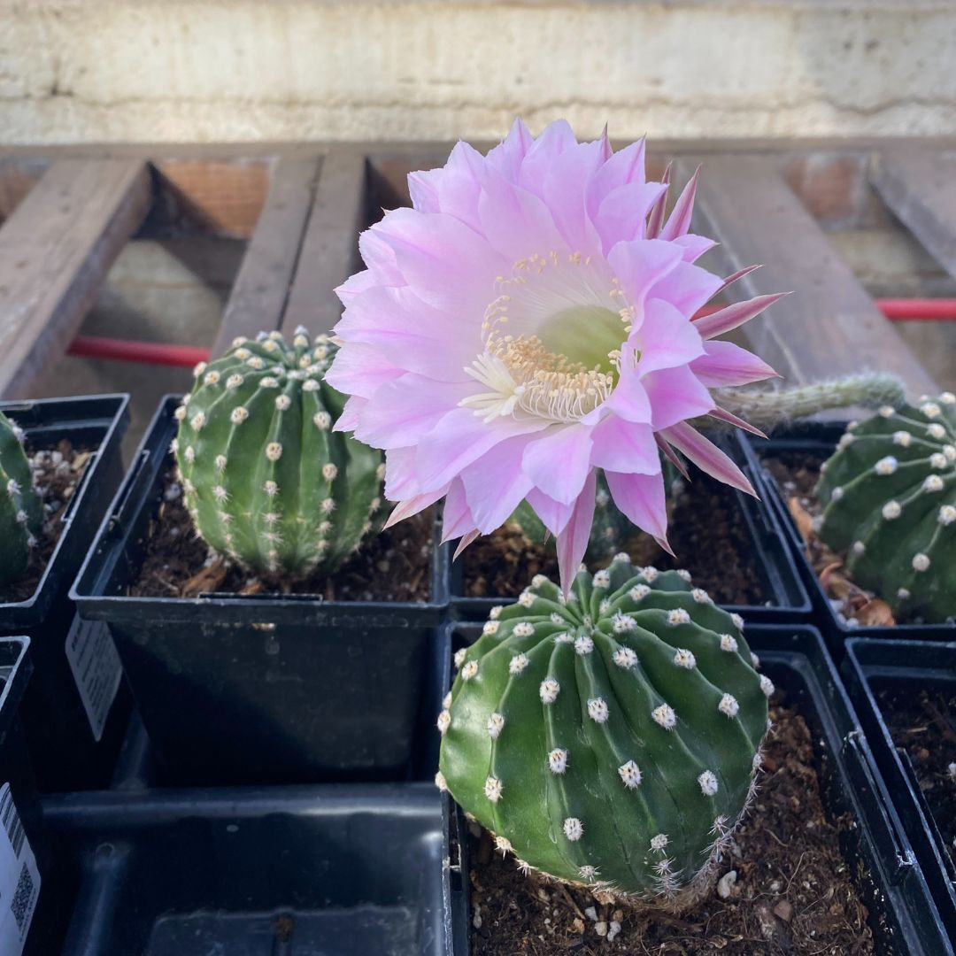 Echinopsis eyriesii - Sea Urchin Cactus