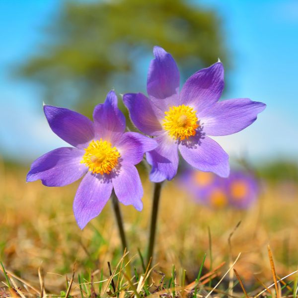 Pulsatilla patens - Eastern Pasque Flower | Willard Bay Gardens