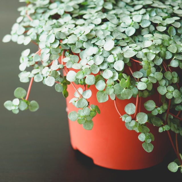 Office Houseplants | Willard Bay Gardens