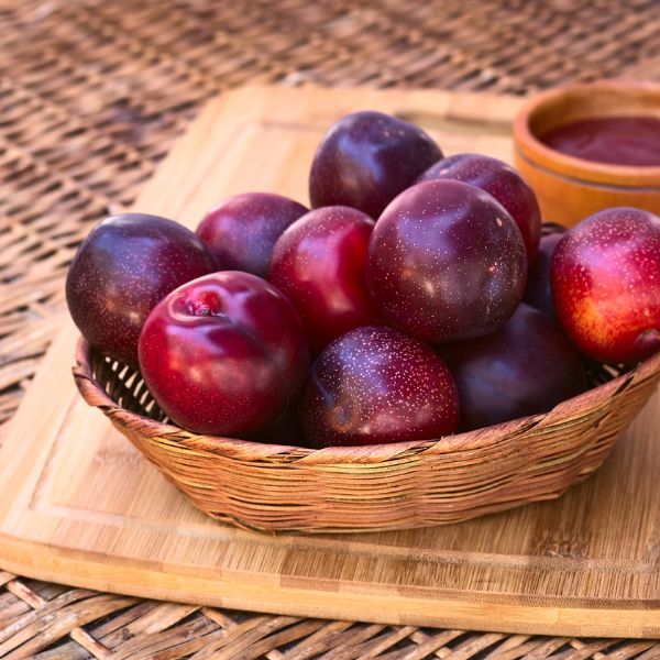 Fruit Trees | Willard Bay Gardens