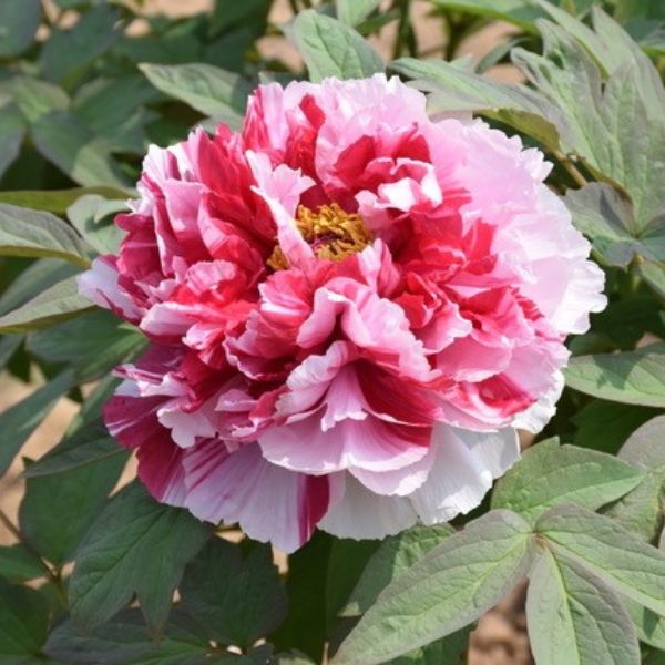 Paeonia suf. 'Royal Elegance' - Tree Peony | Willard Bay Gardens