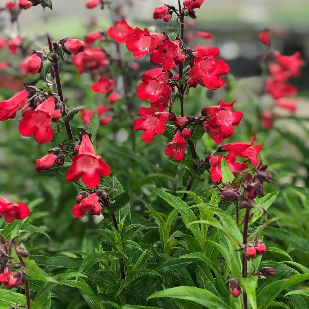 Cherry Sparks Penstemon