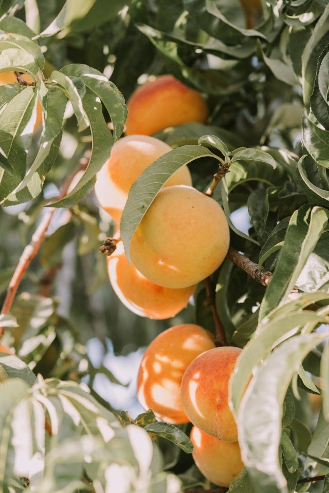 Fruit Trees | Willard Bay Gardens