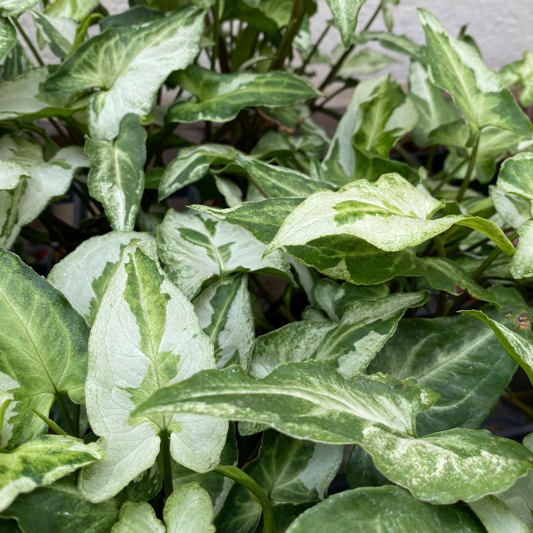 syngonium-pod-three-kings-arrowhead-vine-willard-bay-gardens