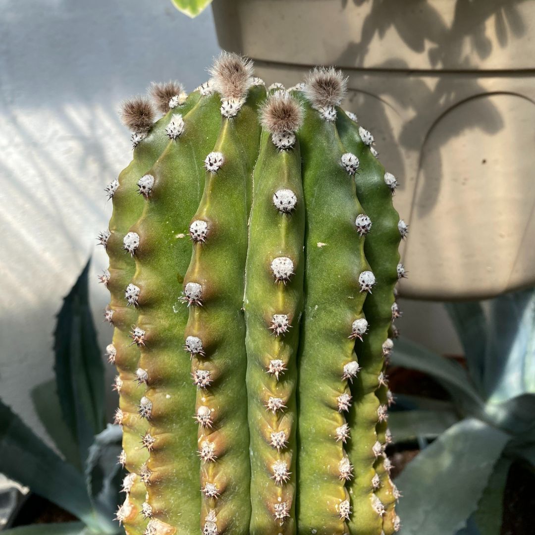 monkey cactus Monkey Tail Cactus main image 0