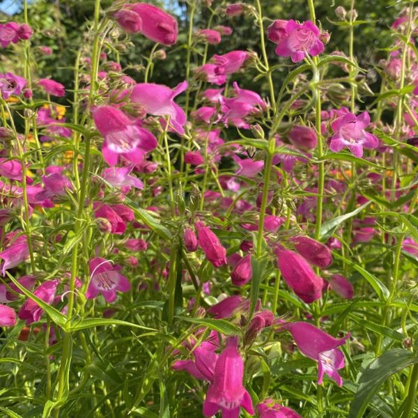 Penstemon mex. Red Rocks - Beardtongue | Willard Bay Gardens