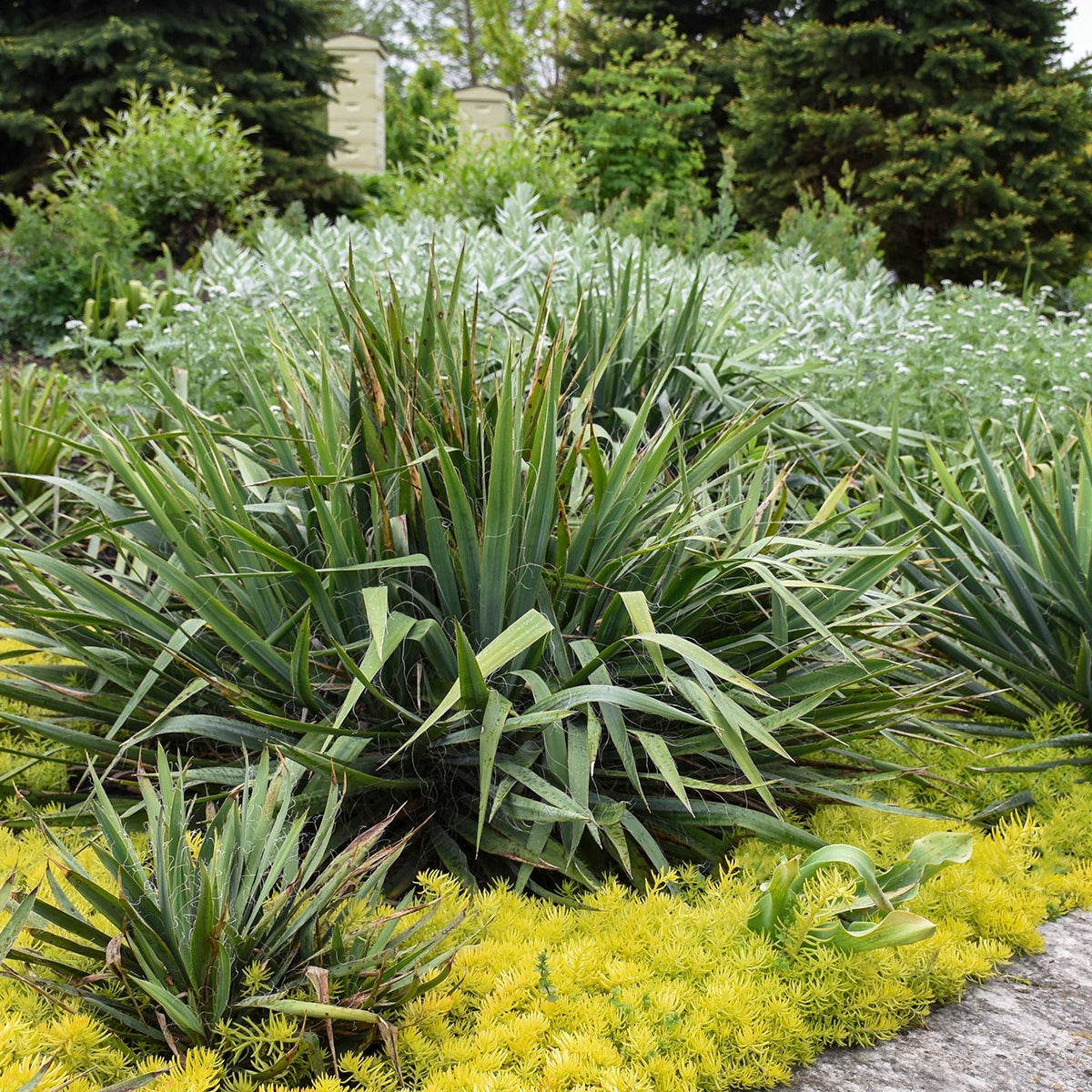 Yucca fil. 'Excalibur' - Adam's Needle | Willard Bay Gardens