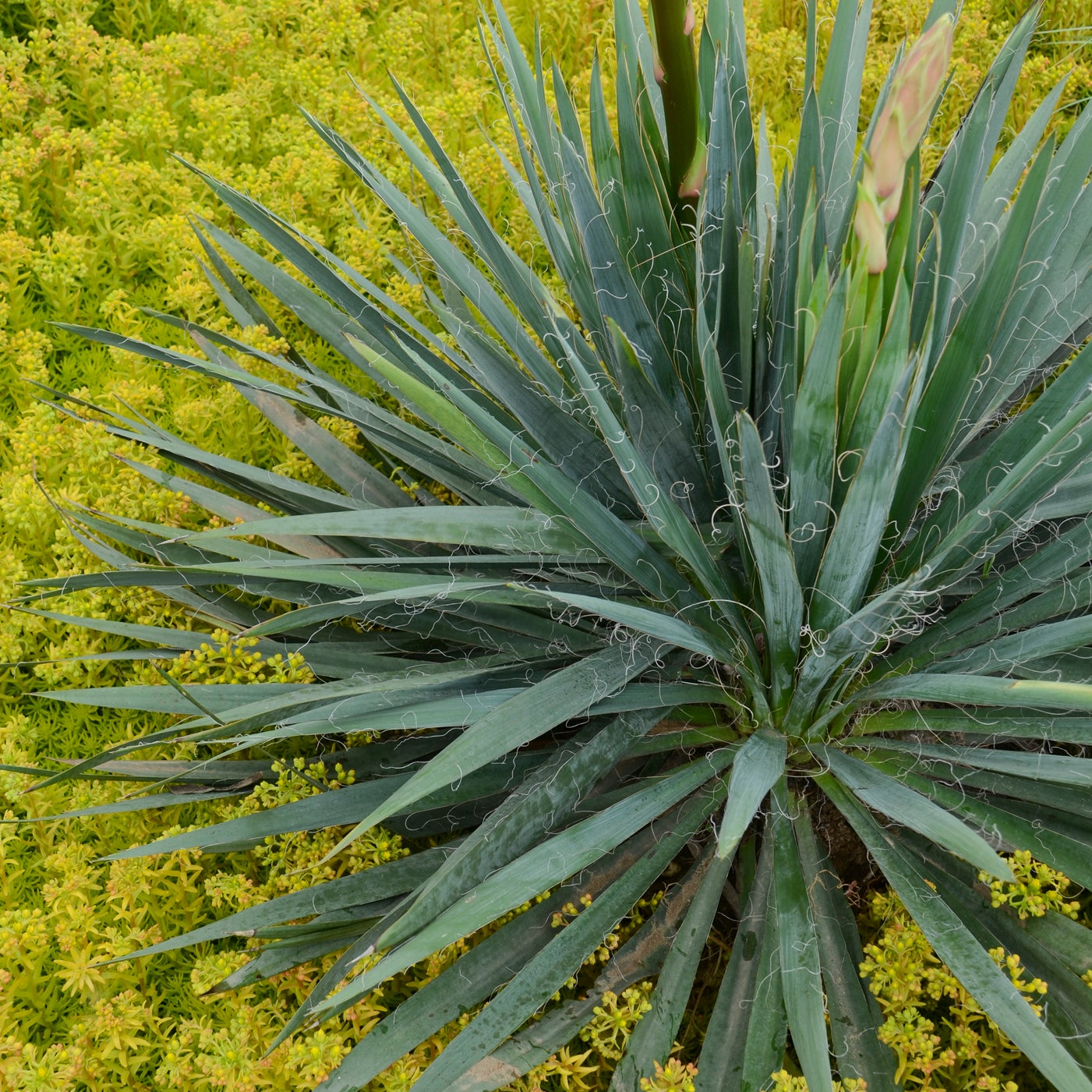 Yucca fil. 'Excalibur' - Adam's Needle | Willard Bay Gardens