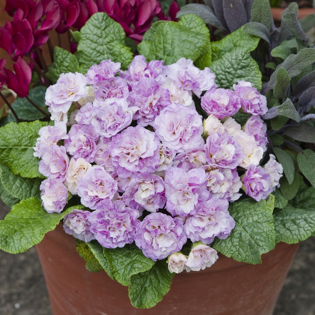 Primula Belarina Pink Ice - Primrose | Willard Bay Gardens