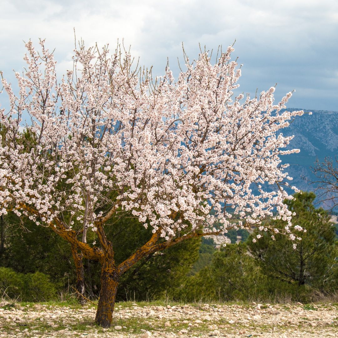 Prunus dul. 