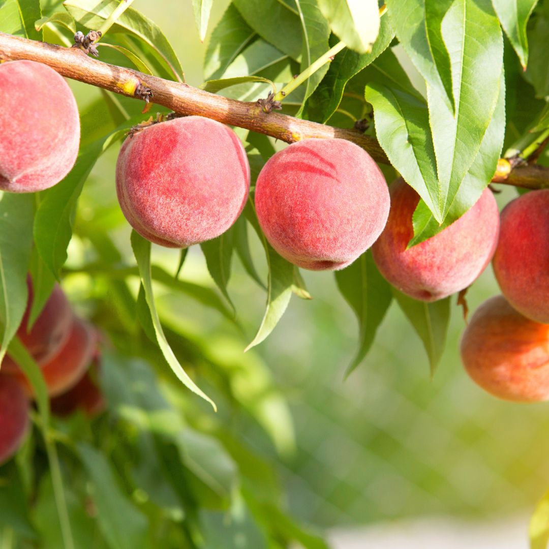 Prunus per. Red Globe - Peach | Willard Bay Gardens