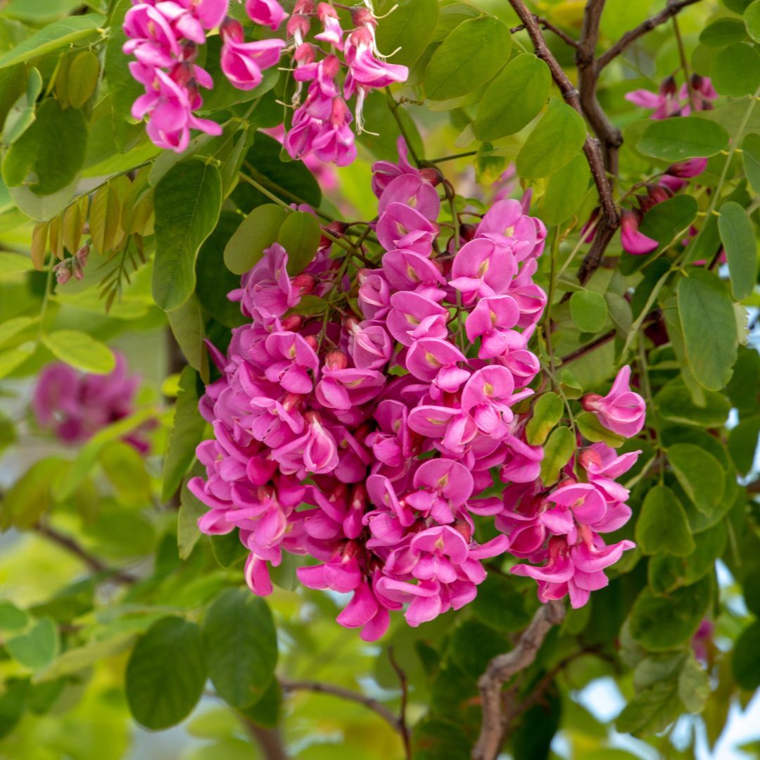 Robinia pse. 'Purple Robe' Idaho Locust Willard Bay Gardens