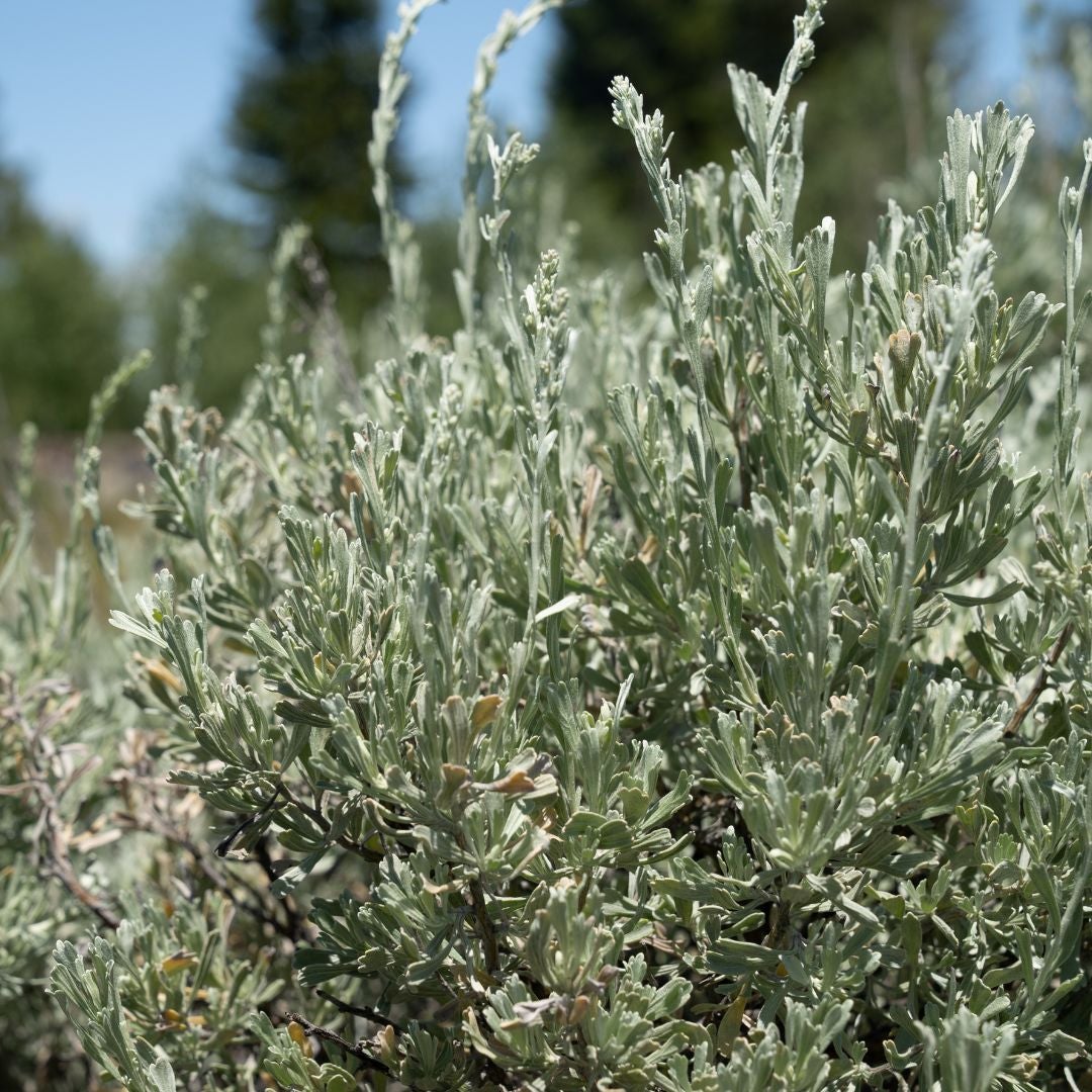Sagebrush Leaves