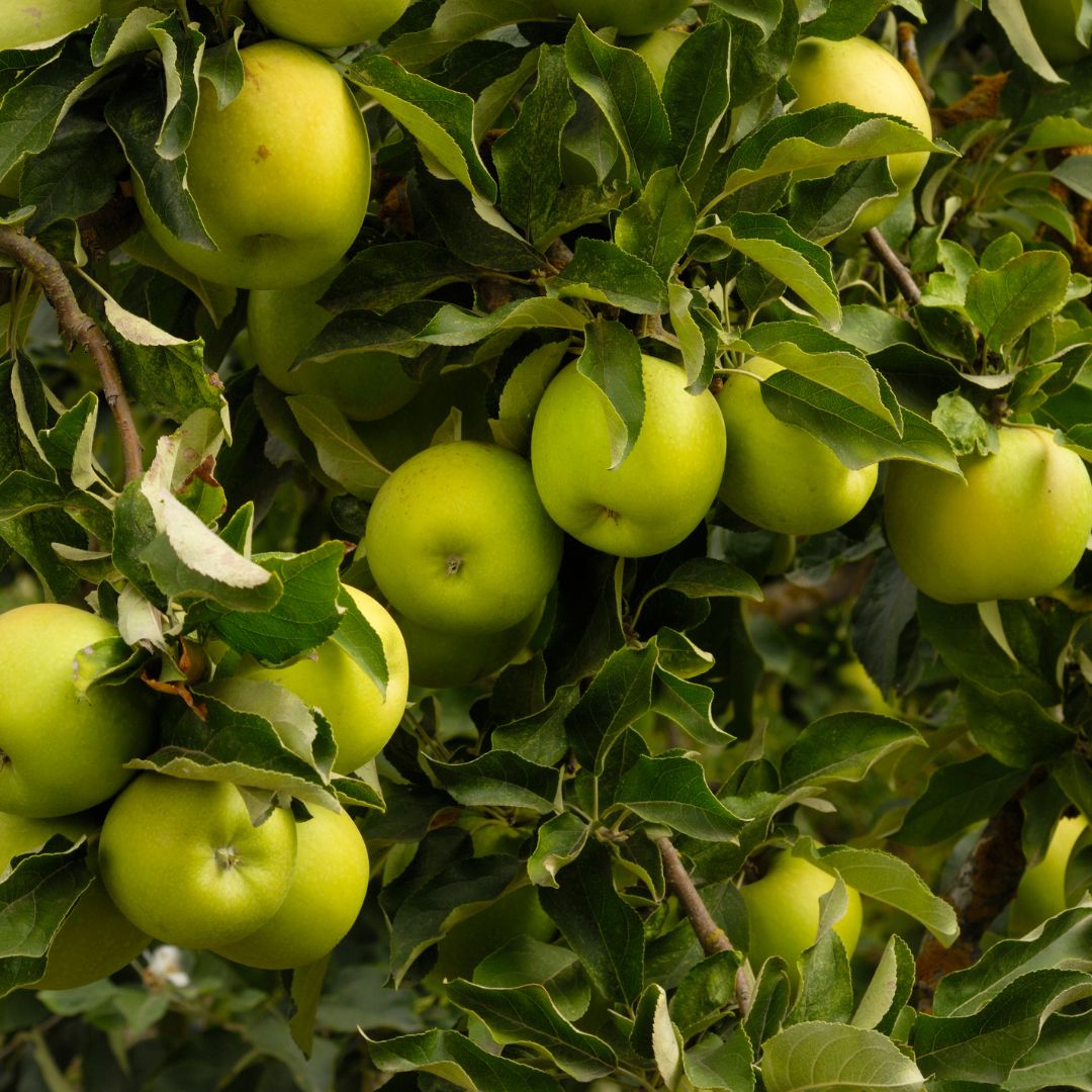 Malus domestica 'Golden Delicious' (Semi-Dwarf Apple)