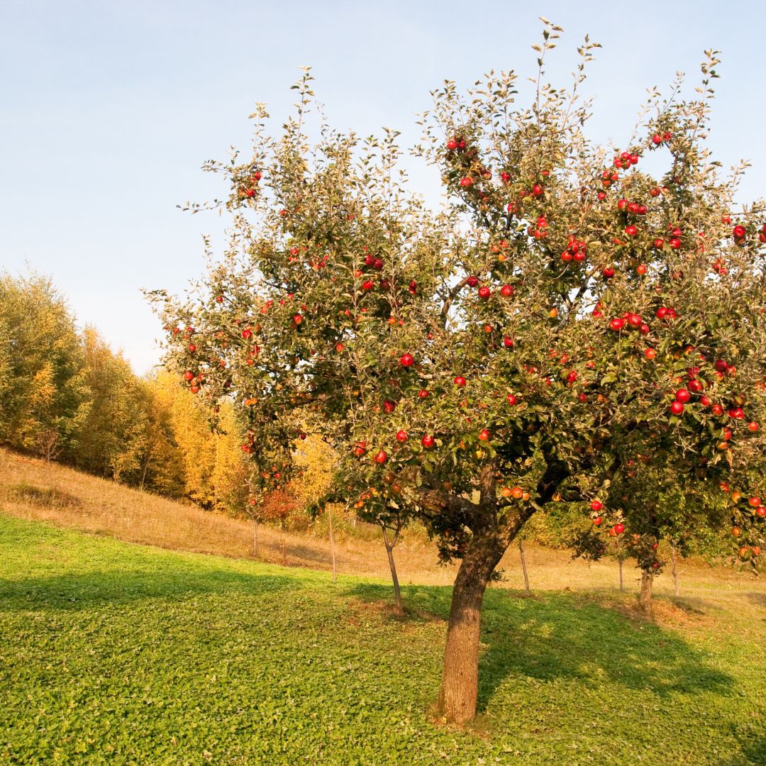 Malus domestica 'Granny Smith' (Semi-Dwarf Apple)