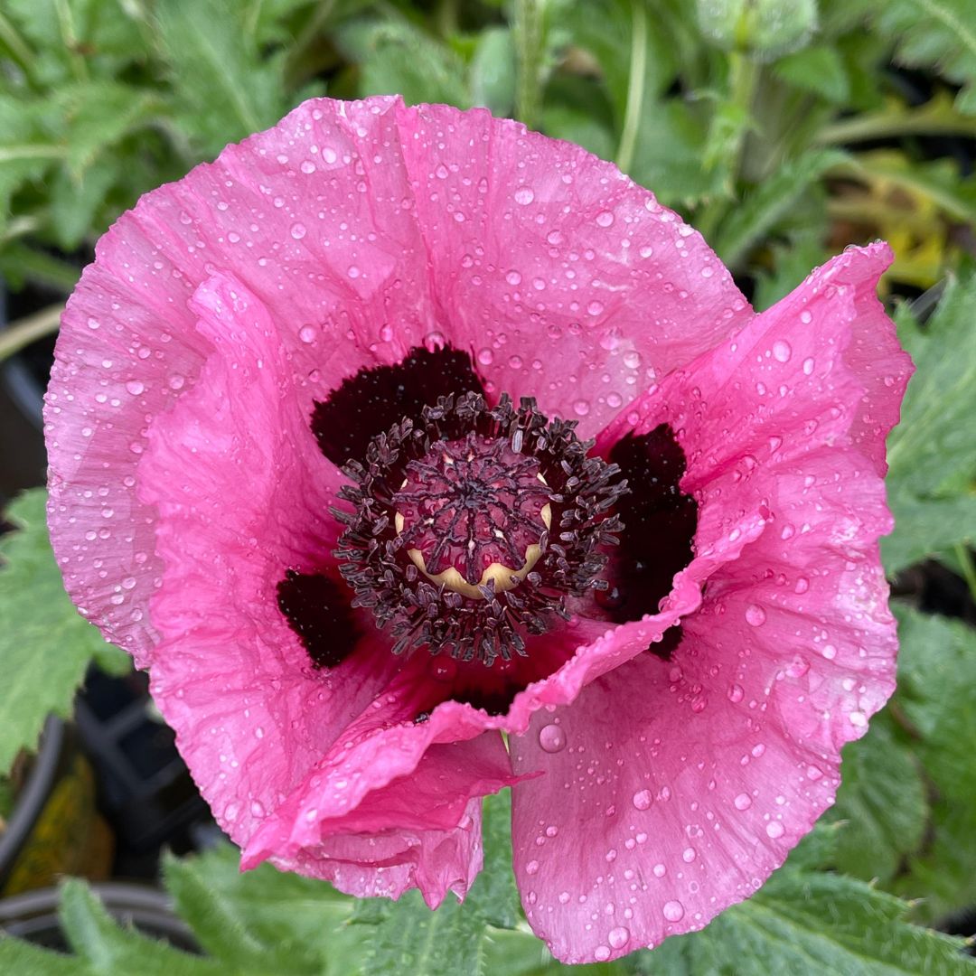 6+ How To Draw Poppies